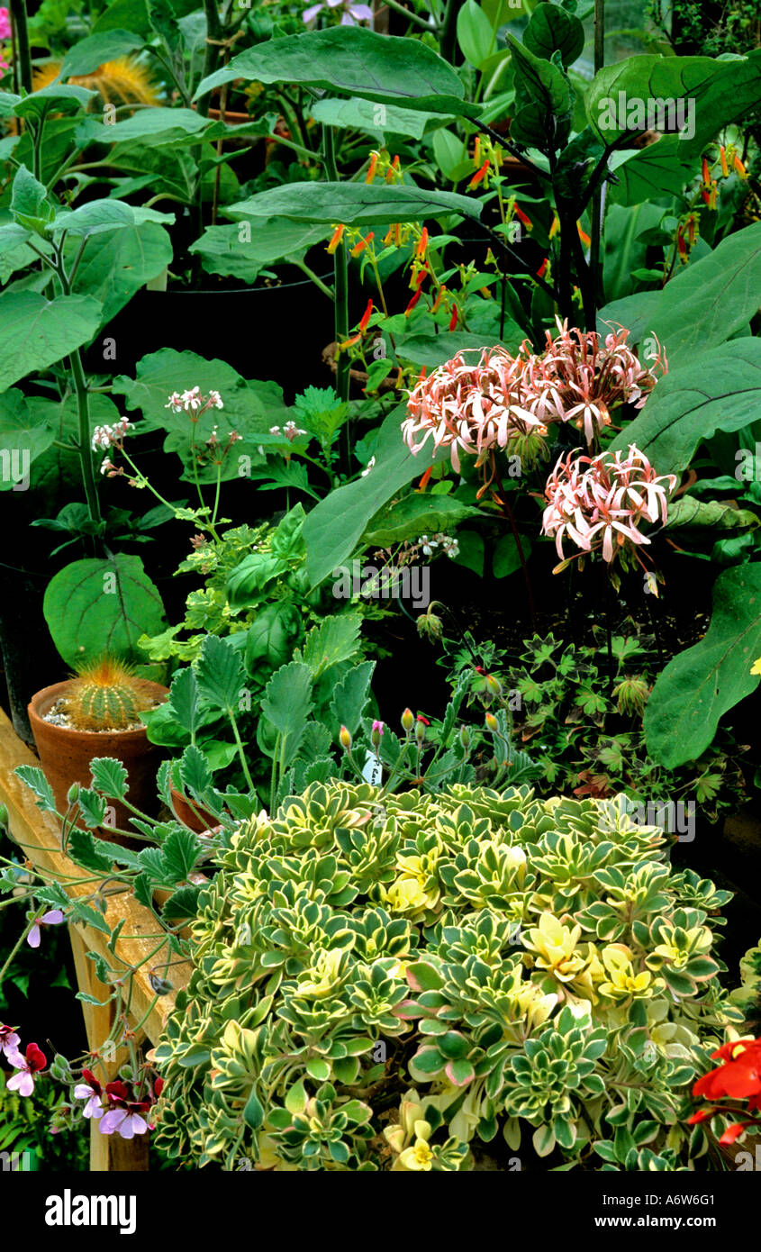 STAGING PLANTS IN THE GREENHOUSE IN SUMMER Stock Photo