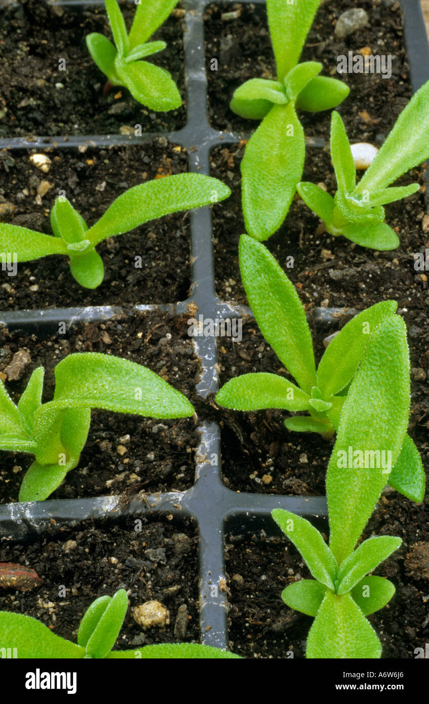 Ice Plant Seedlings