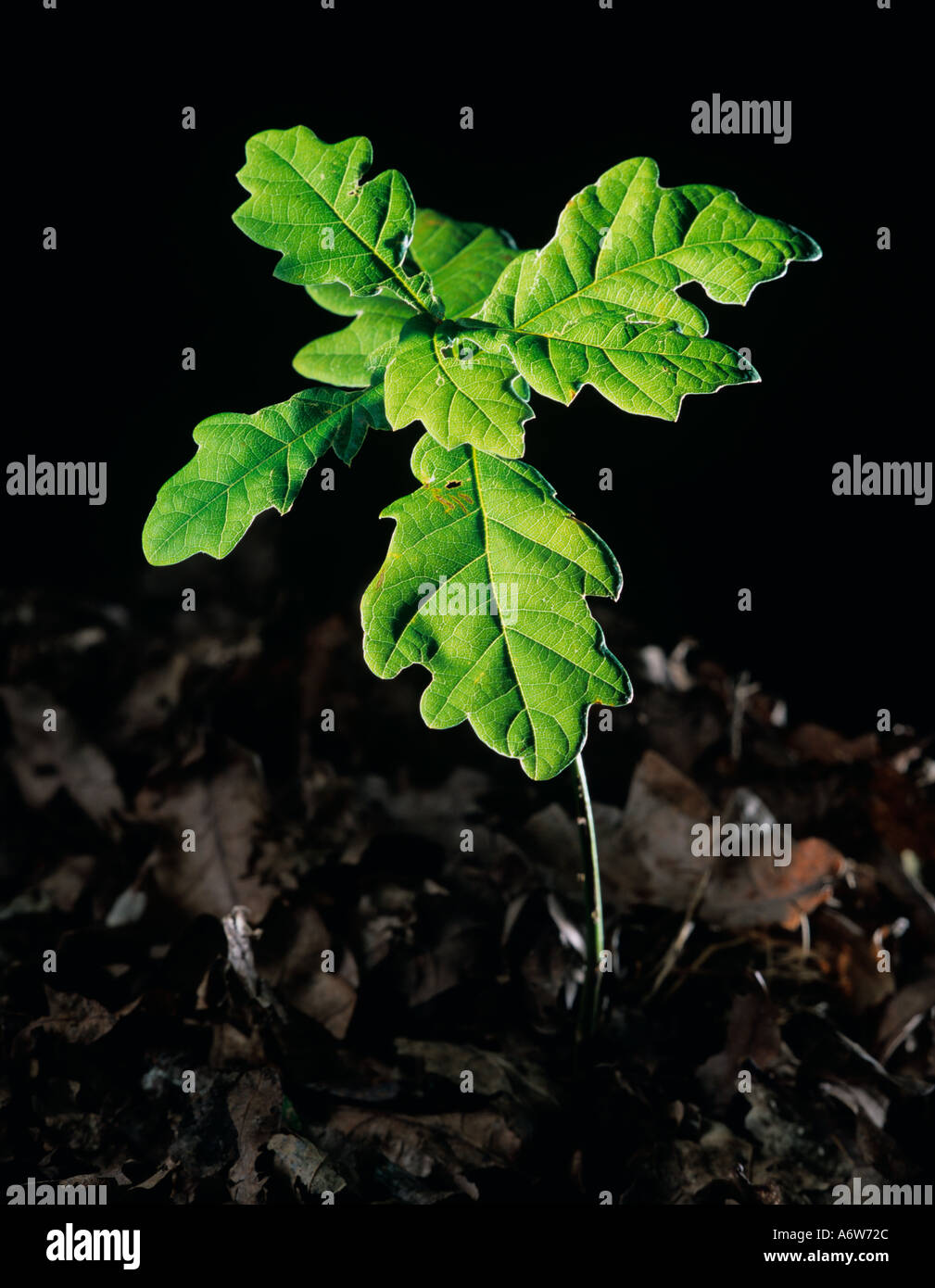 Oak Tree Seedling Stock Photo Alamy