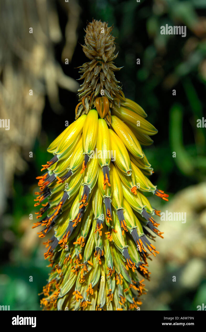 Red Hot Poker, Torch lily, Kniphofia spec Stock Photo Alamy