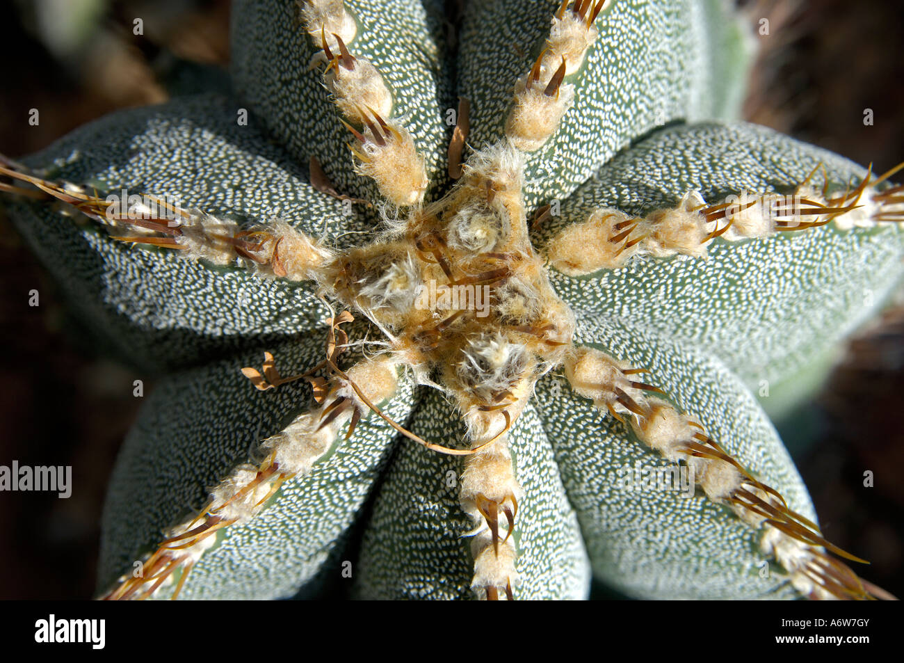 Star cactus, Astrophytum spec. Stock Photo