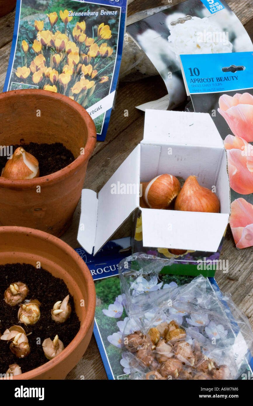 Potting up bulbs hires stock photography and images Alamy