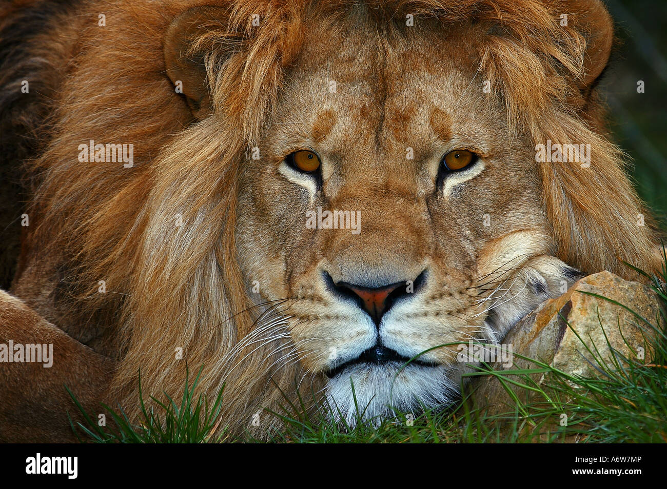 Portrait of a lion Stock Photo - Alamy