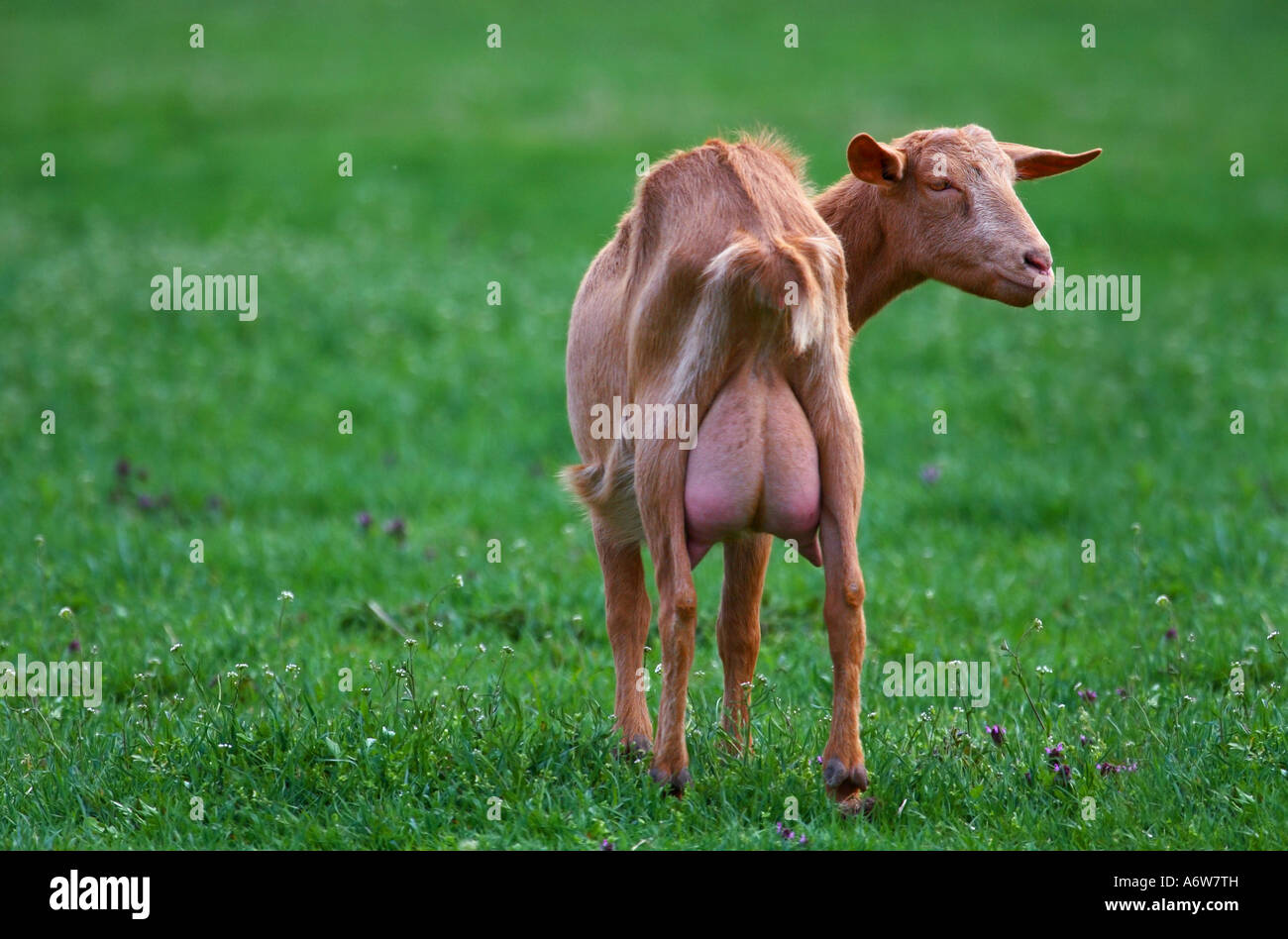 goat-looking-back-A6W7TH.jpg