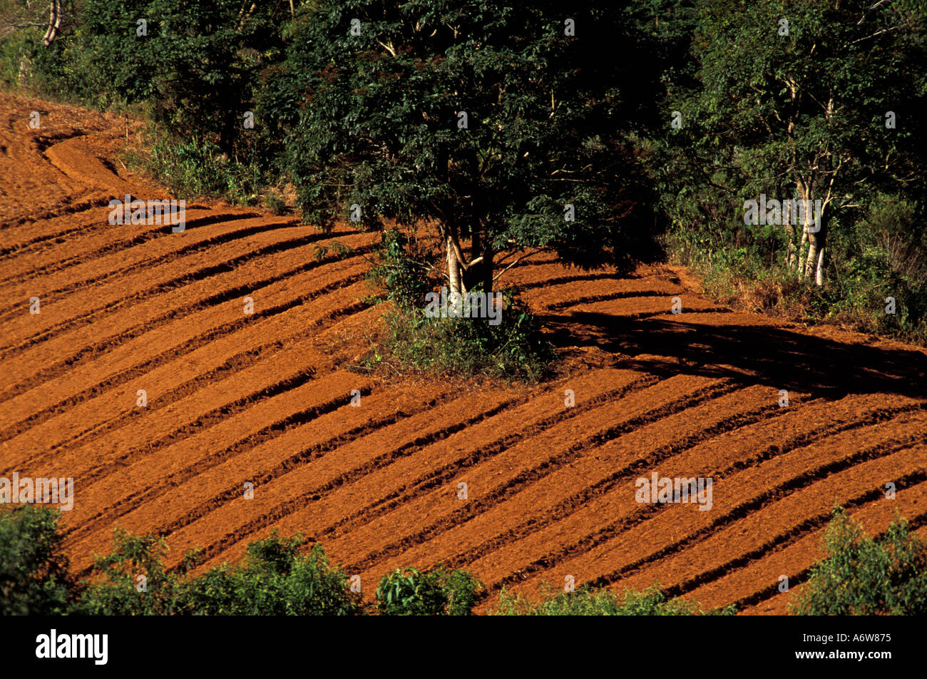 Agriculture farming tree in a plowed land Rural landscape Stock Photo ...