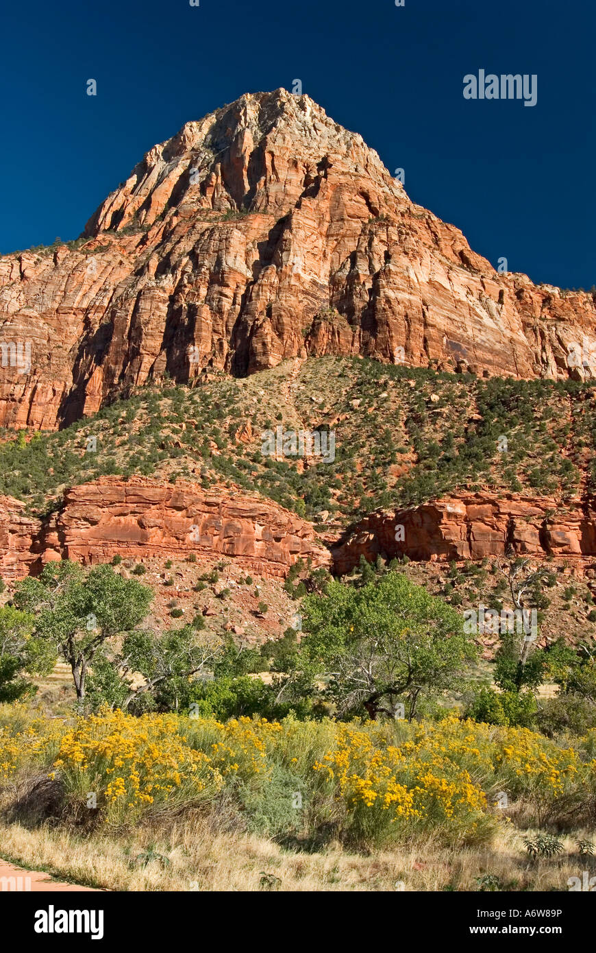 Zion Rabbit Flowering Rabbitbrushes below Bridge Mountain, Zion National Park, Utah ...