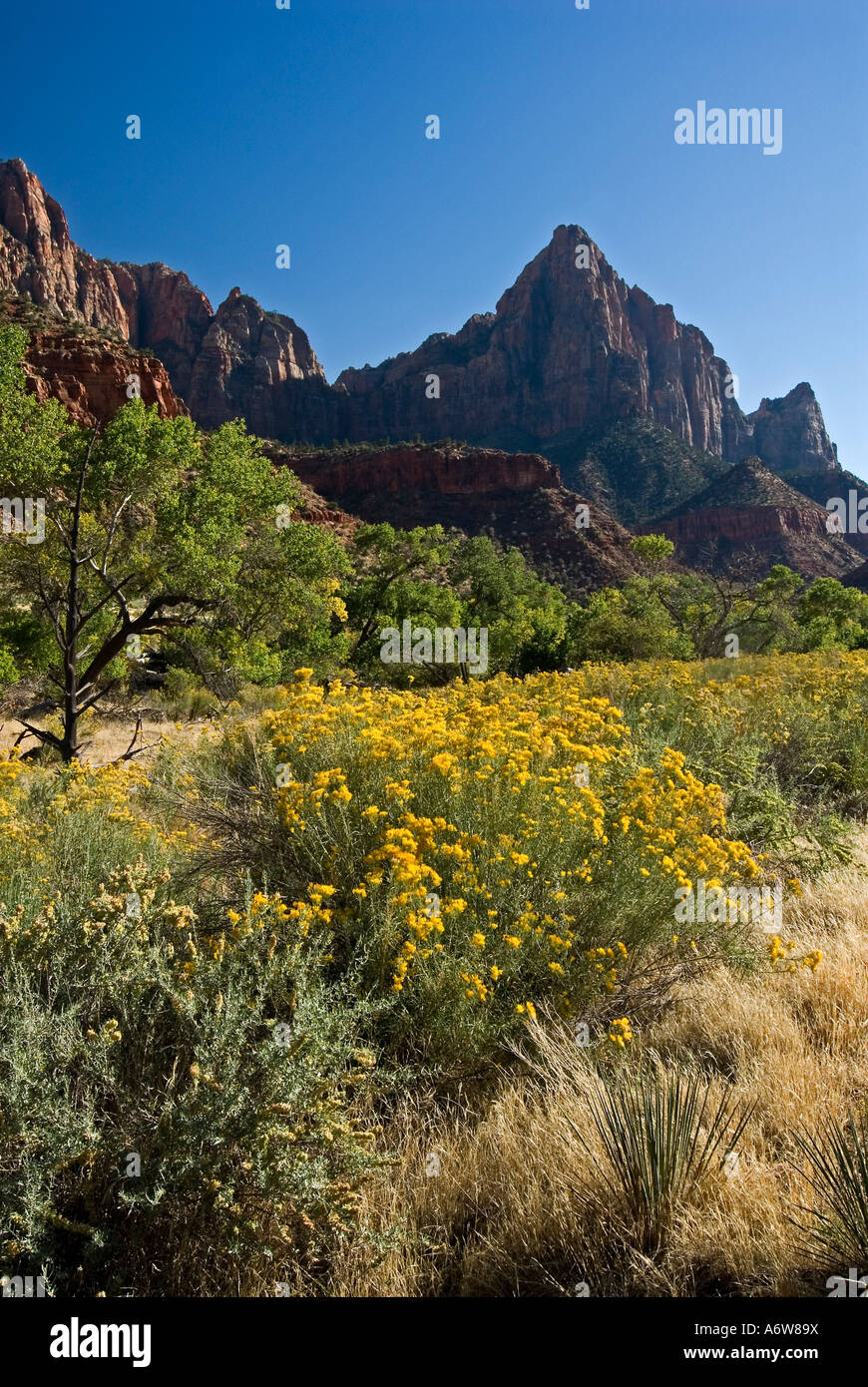 Zion Rabbit Flowering Rabbitbrushes and The Watchman, Zion National Park, Utah, USA ...