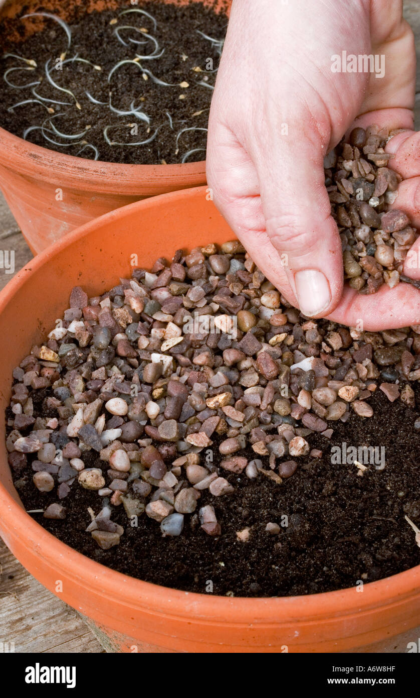 Horticultural grit hi-res stock photography and images - Alamy