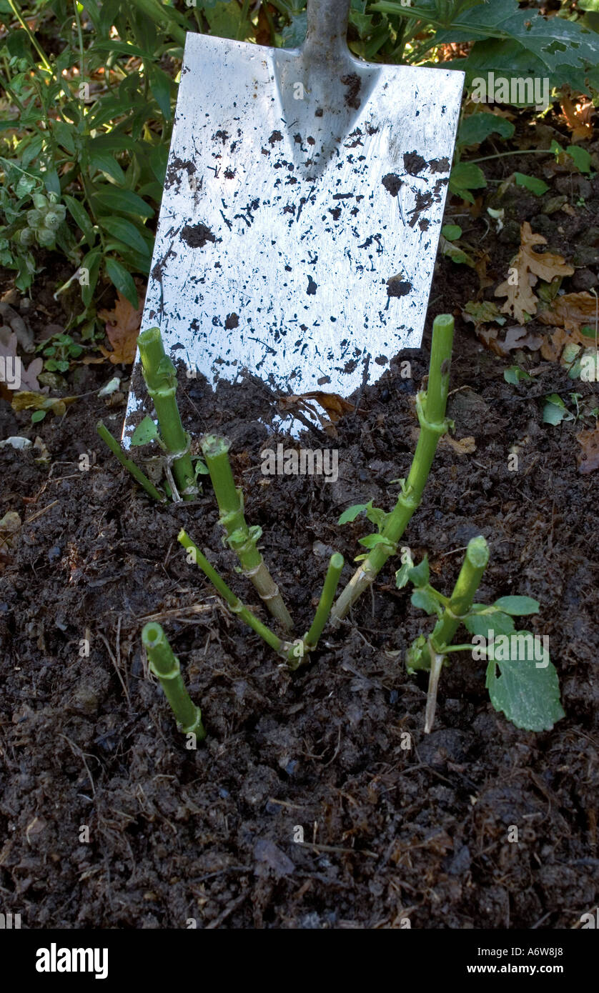 APPLYING COMPOST MULCH TO A DAHLIA IN AUTUMN Stock Photo