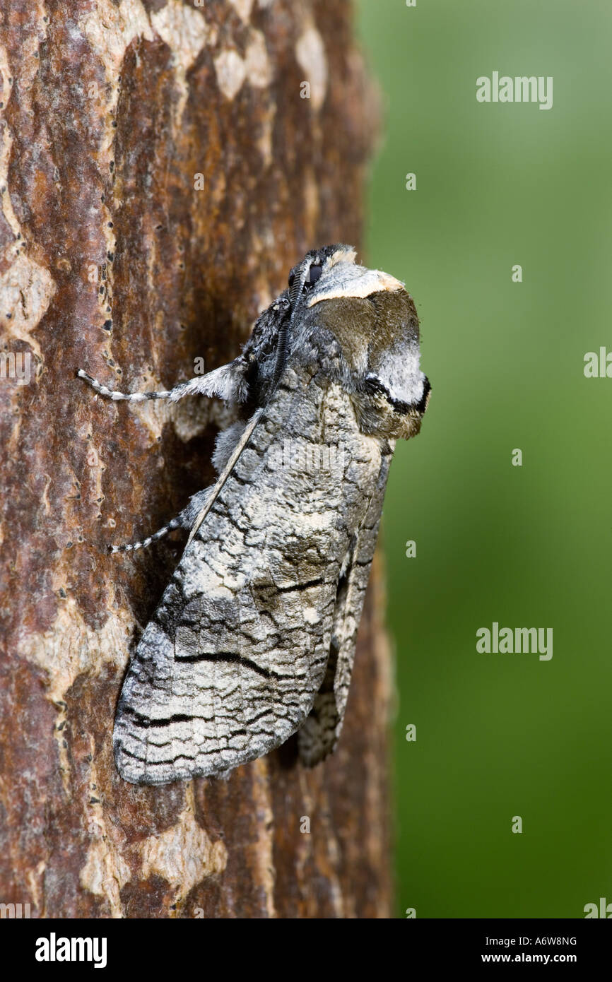Goat Moth Cossus cossus sat prone on tree trunk with nice out of focus ...