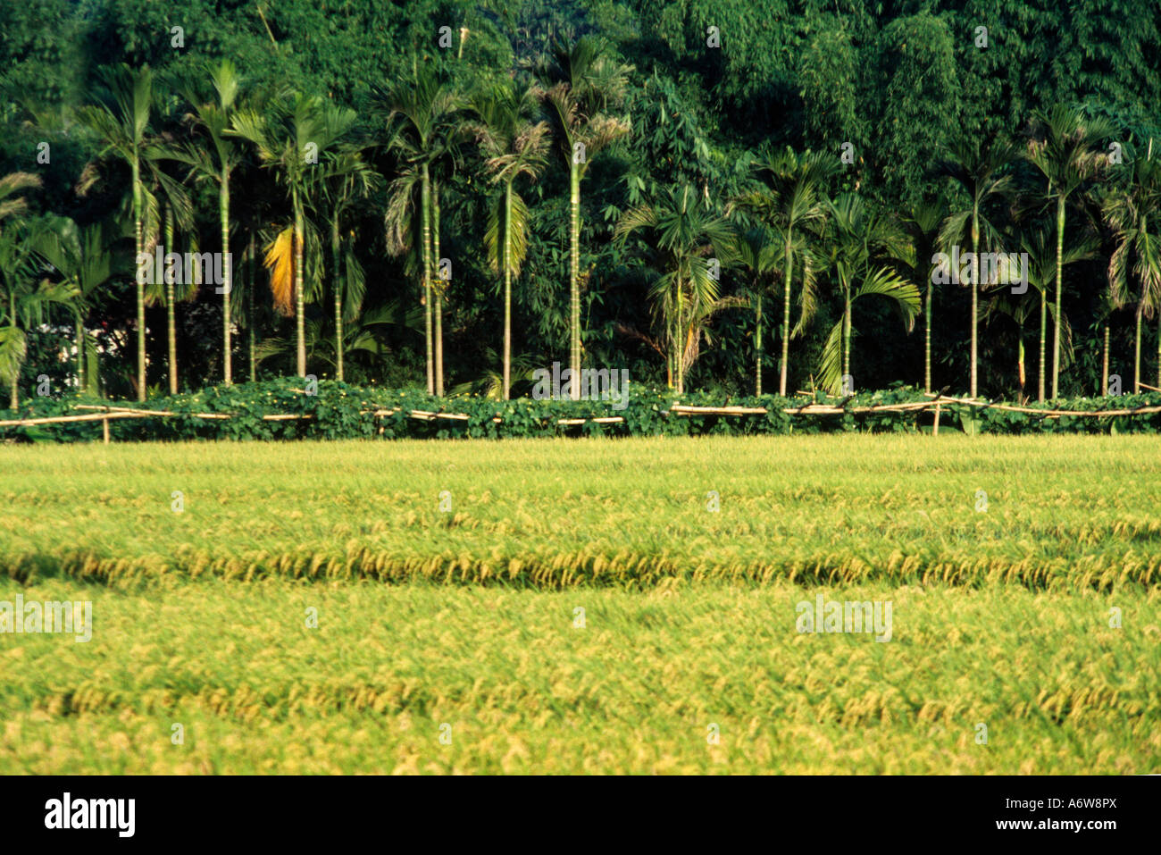 Nr Taichung Taiwan Rice Fields & Birdnut Trees Stock Photo