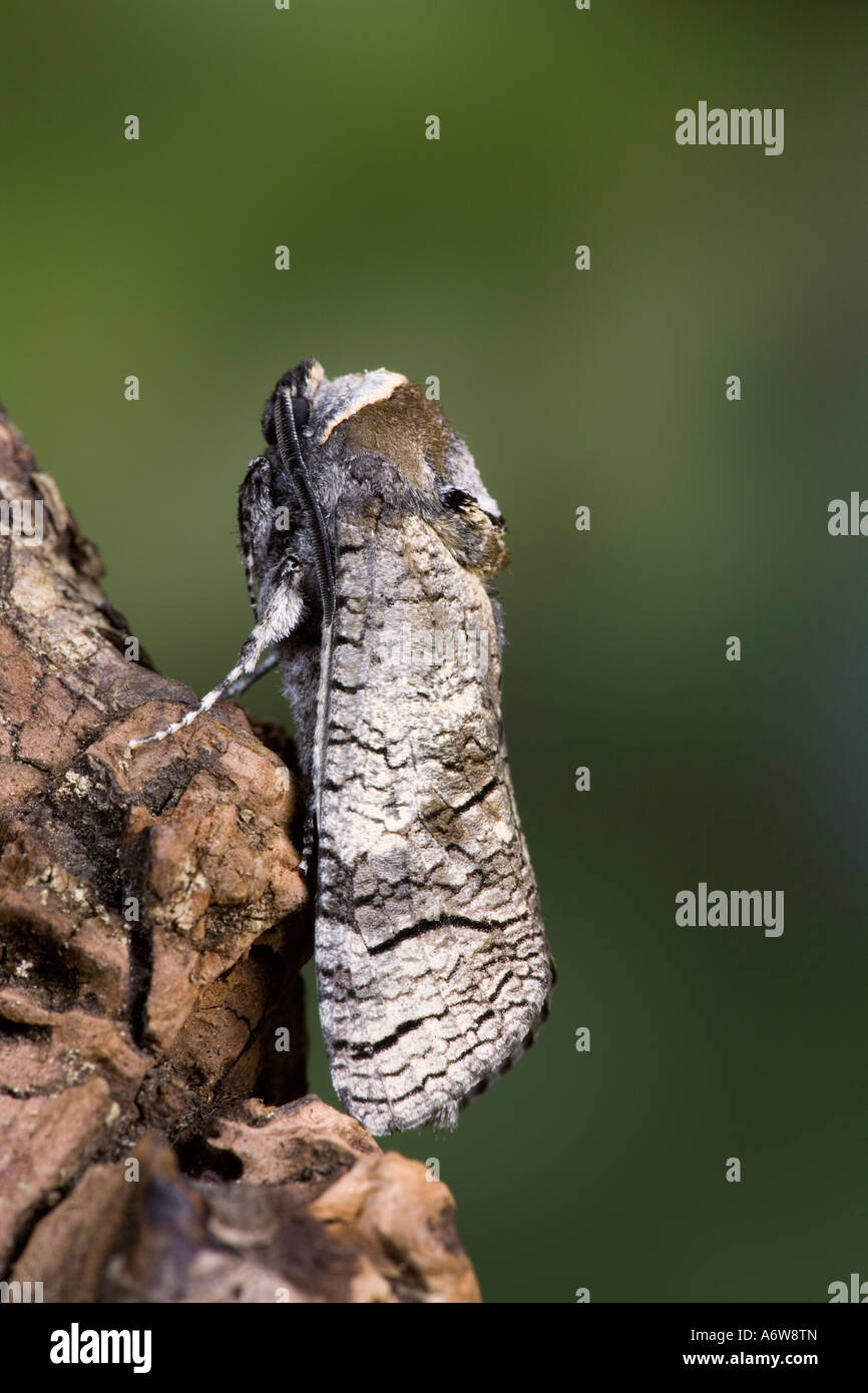 Goat Moth Cossus cossus sat prone on tree trunk with nice out of focus background Potton Bedfordshire Stock Photo