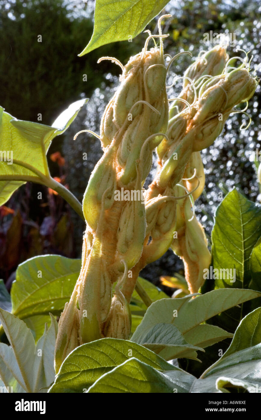 TETRAPANAX PAPYRIFER Stock Photo Alamy