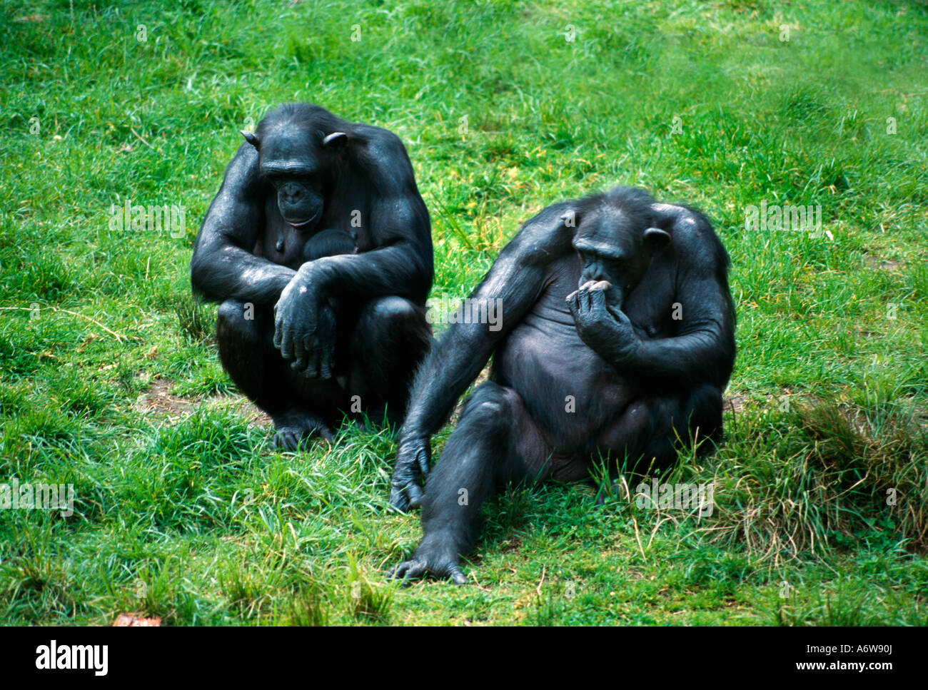 Sydney NSW Australia Taronga Zoo Chimpanzees Stock Photo