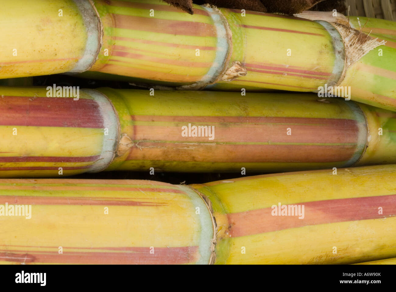 Sugarcane, Sugar Cane (Saccharum officinarum) stalks stems closeup detail close up Stock Photo