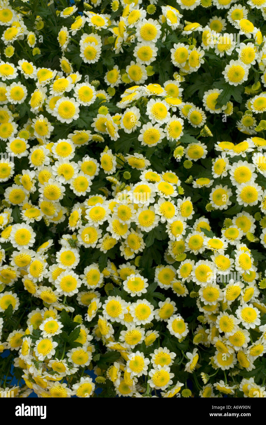 Chrysanthemum 'Sun Up' tiny yellow and white pompom flowers full frame background Stock Photo