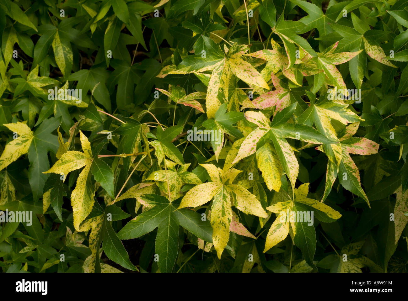 Liquidambar styraciflua 'Variegata Overeynder’ aka ‘Aurea’ (Sweetgum Tree, Variegated Sweetgum) yellowish-green foliage leaves Stock Photo