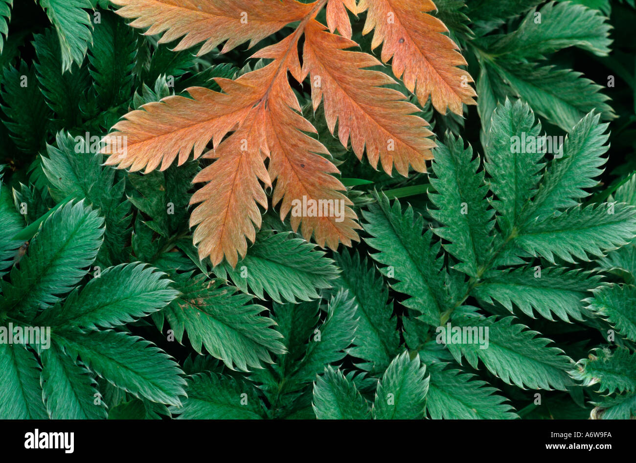 Silver weed hi-res stock photography and images - Alamy