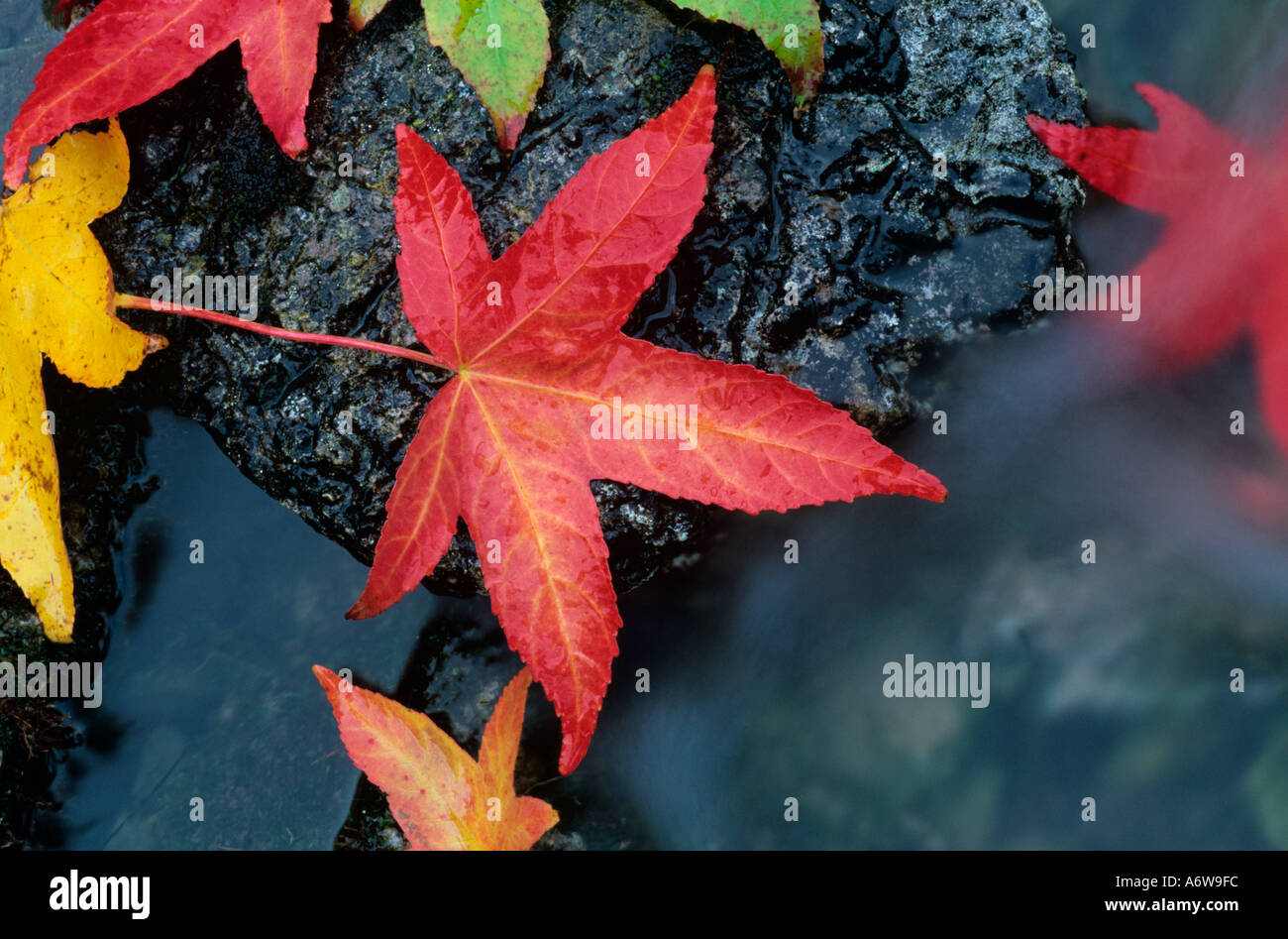 Sugar Maple leaves in Mountain Stream Autumn Stock Photo