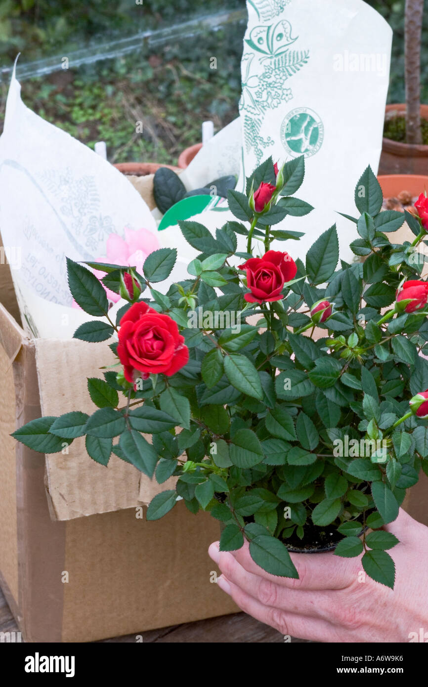Miniature rose plant hi-res stock photography and images - Alamy