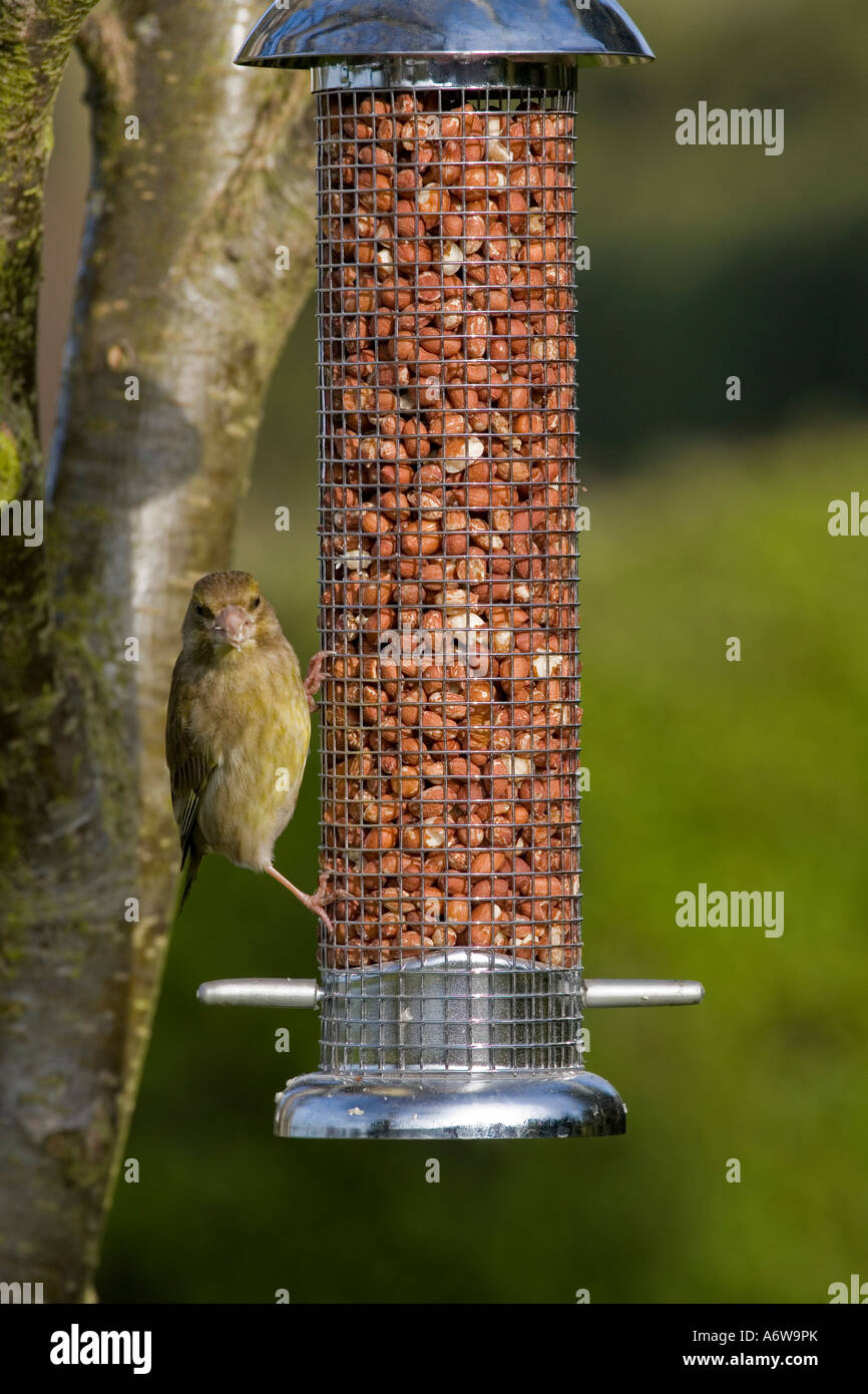 British wild birds Greenfinch feeding on garden nut feeder Stock Photo Alamy
