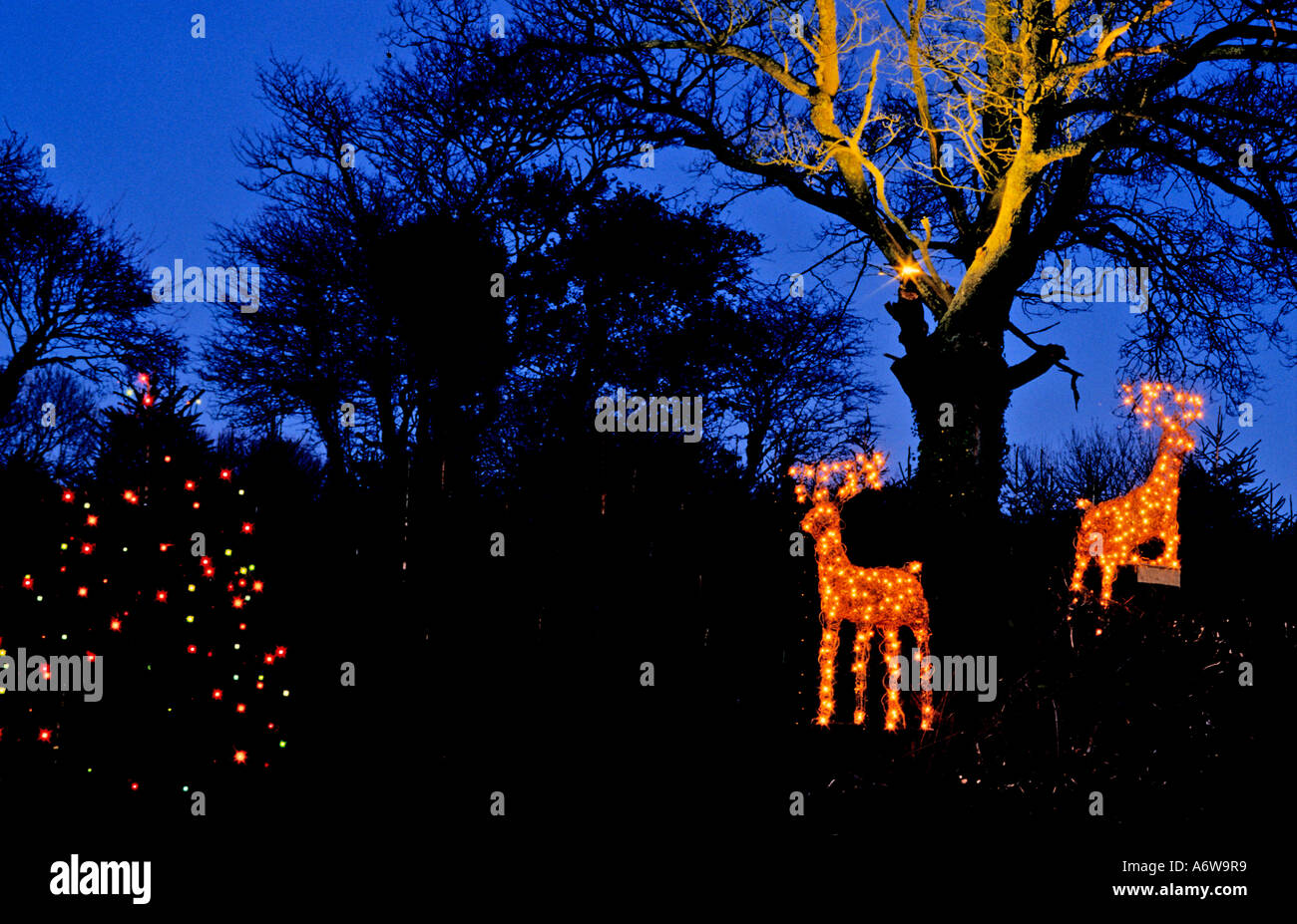 Marldon christmas tree farm hires stock photography and images Alamy