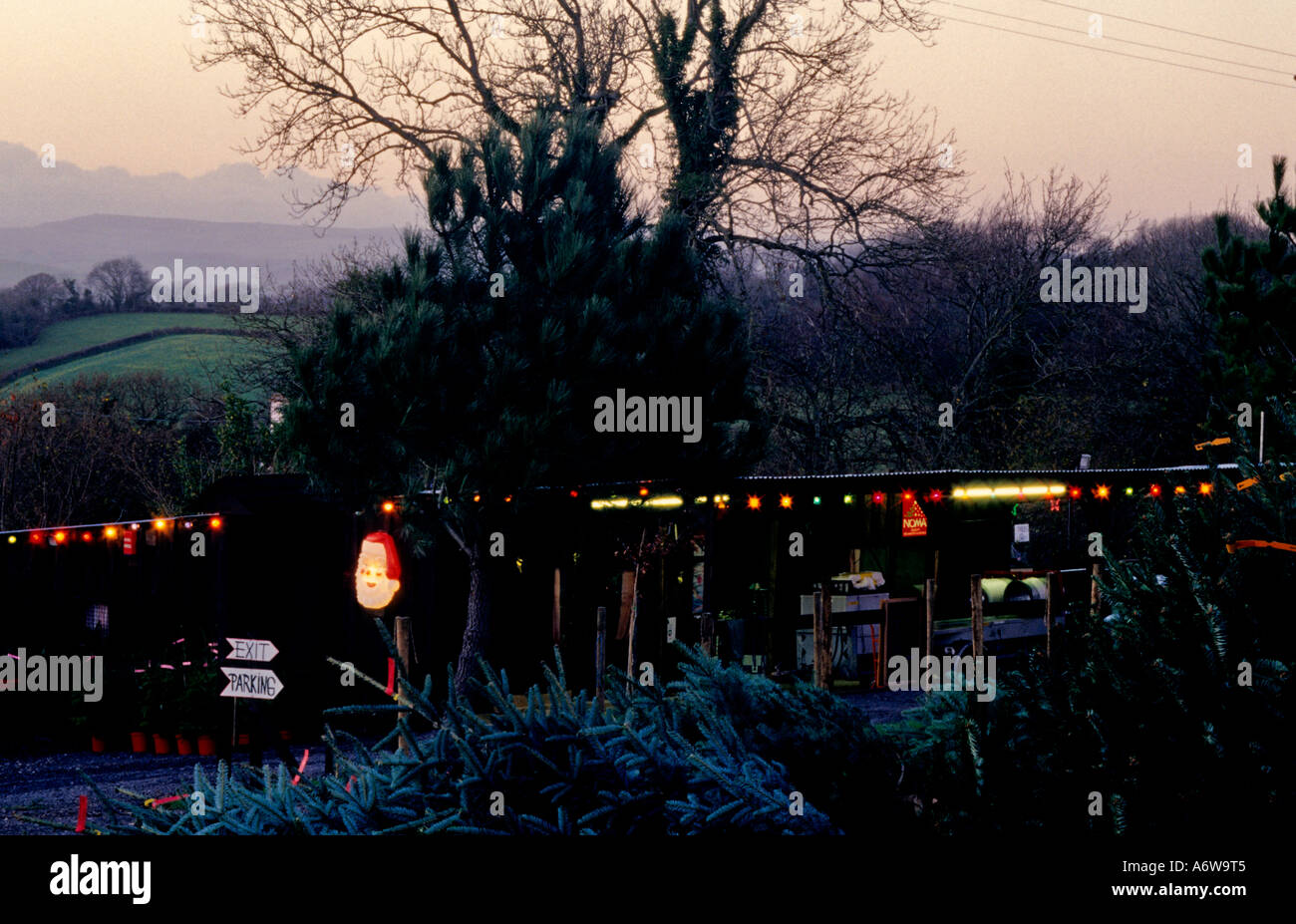 DUSK AT MARLDON CHRISTMAS TREE FARM PAIGNTON, DEVON, ENGLAND Stock Photo