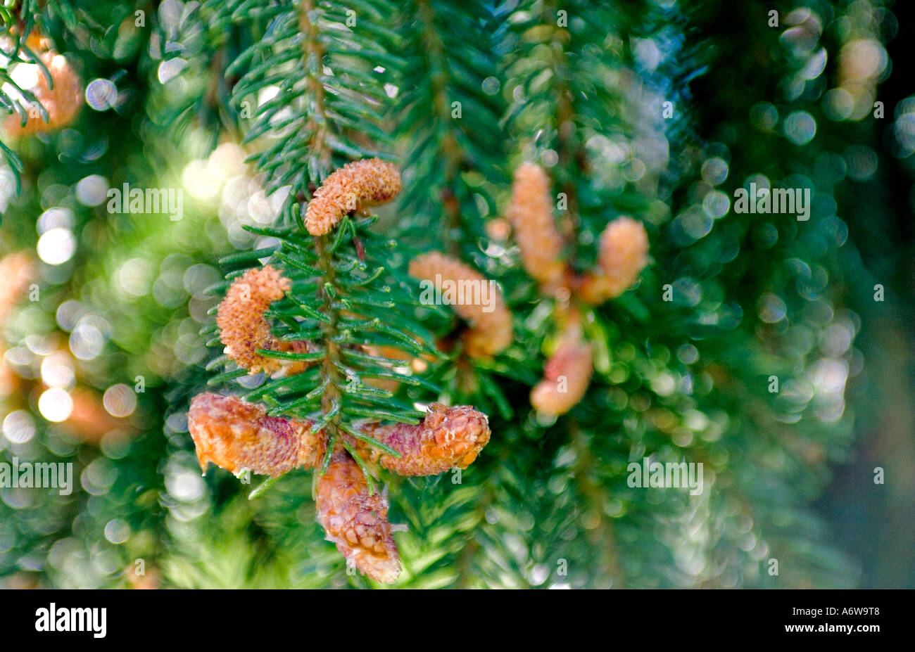 PICEA ABIES (CHRISTMAS TREE) SHEDDING POLLEN Stock Photo