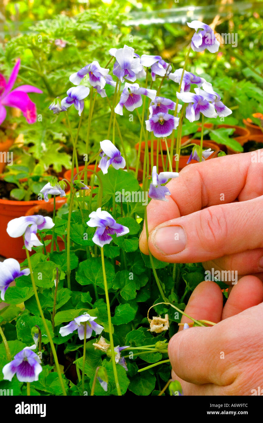 Deadheading hires stock photography and images Alamy