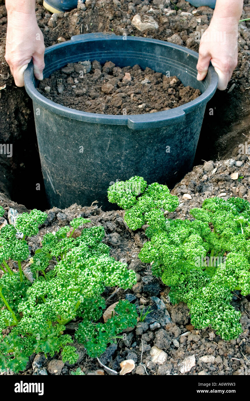 SINKING A LARGE POT INTO THE GROUND IN ORDER TO STOP THE SPREAD OF