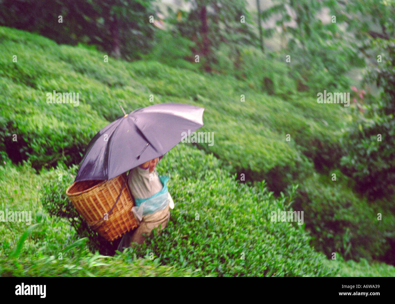 Woman picking tea in the rain Darjeerling India Stock Photo