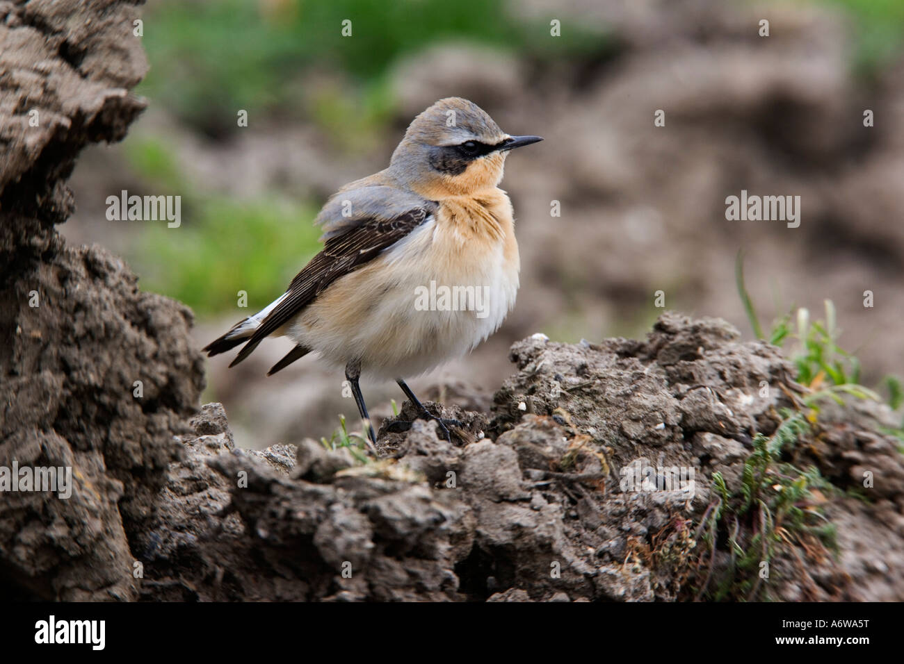 Wheatear Oenanthe oenanthe standing looking alert with nice blurred background Ashwell Hertfordshire Stock Photo