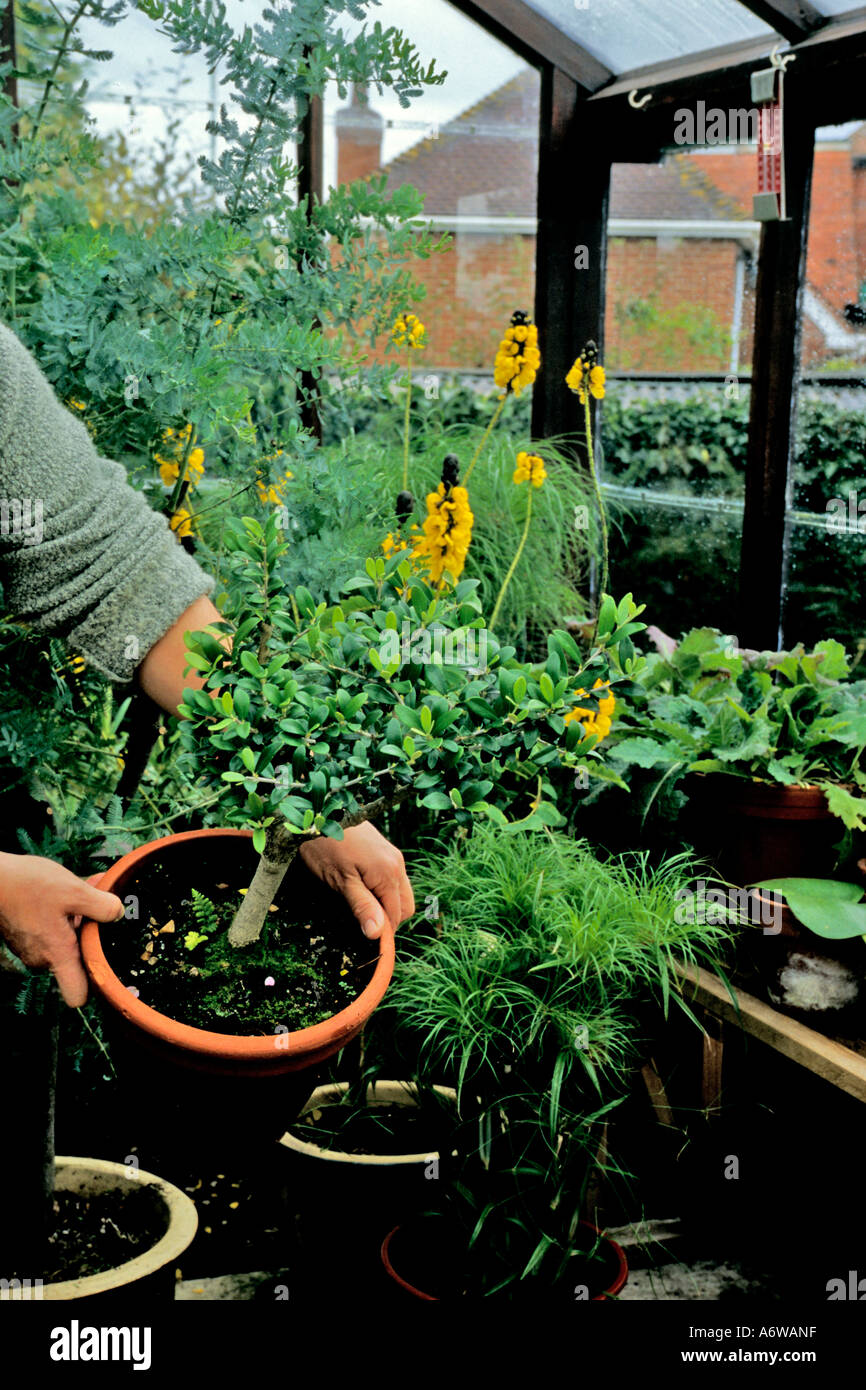 BRINGING A YOUNG OLIVE TREE INTO THE GREENHOUSE TO PROTECT IT FROM