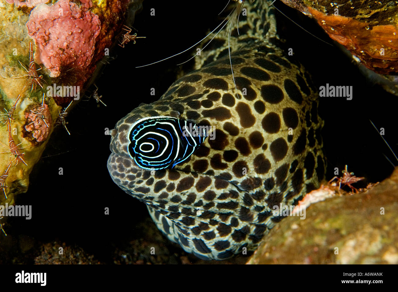 Honeycomb moray eel, Gymnothorax favagineus, and unusual behavior of juvenile emperor angelfish, Pomacanthus imperator, Bali. Stock Photo