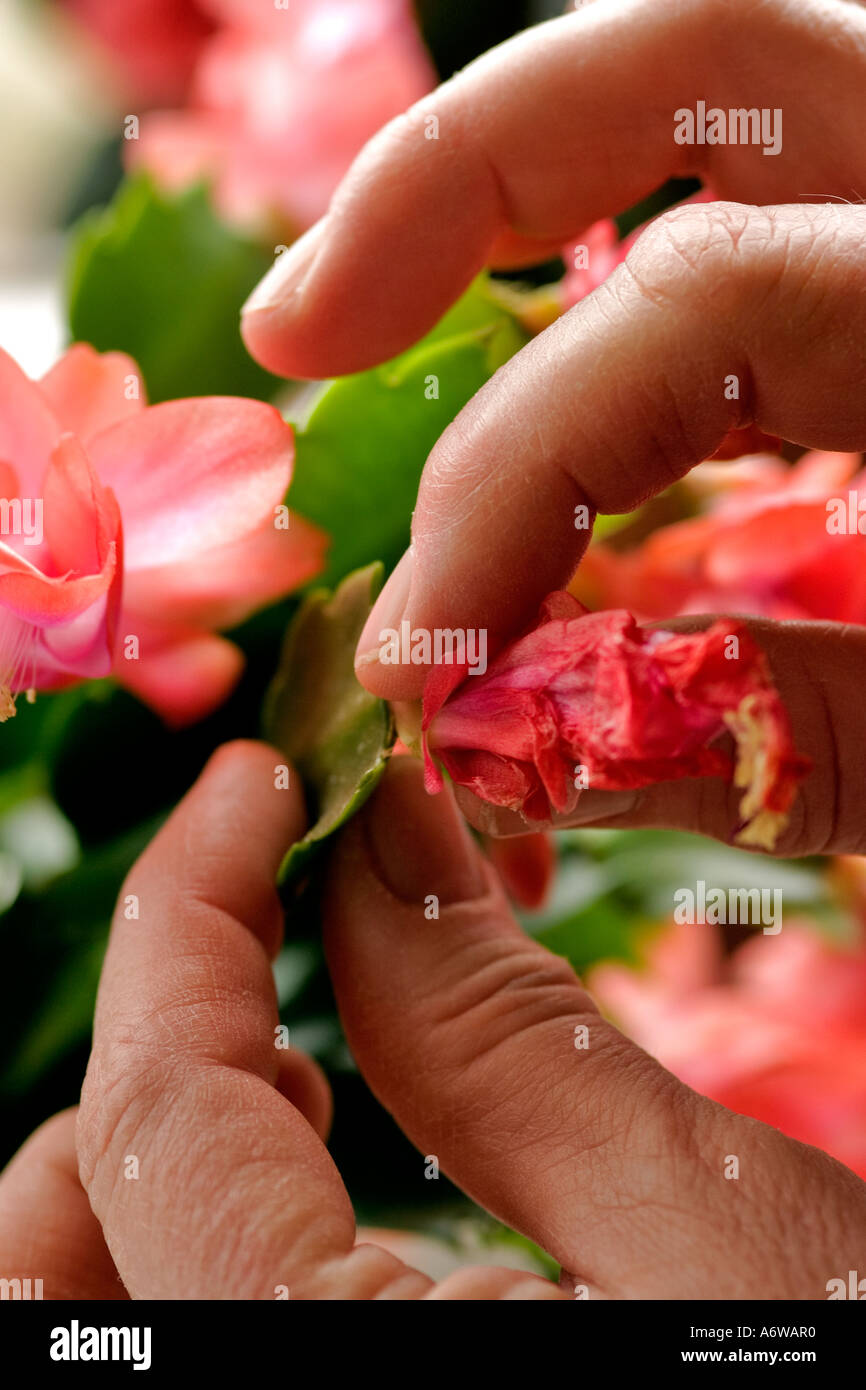 DEADHEADING A SCHLUMBERGERA TRUNCATA CULTIVAR (FALSE CHRISTMAS CACTUS) Stock Photo