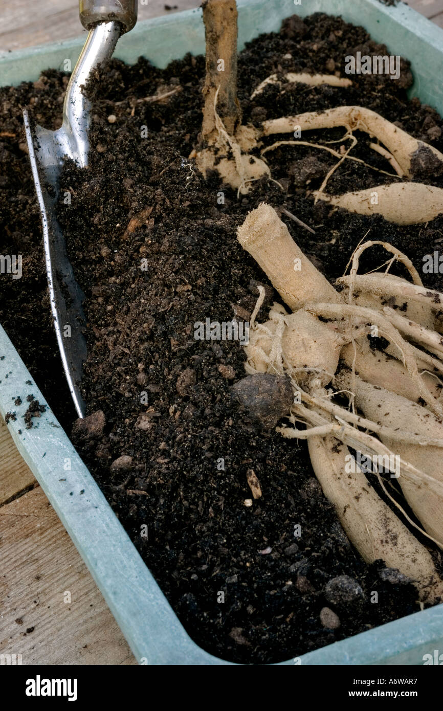 PUTTING COMPOST AROUND DAHLIA TUBERS TO START THEM INTO GROWTH TO PRODUCE CUTTINGS Stock Photo