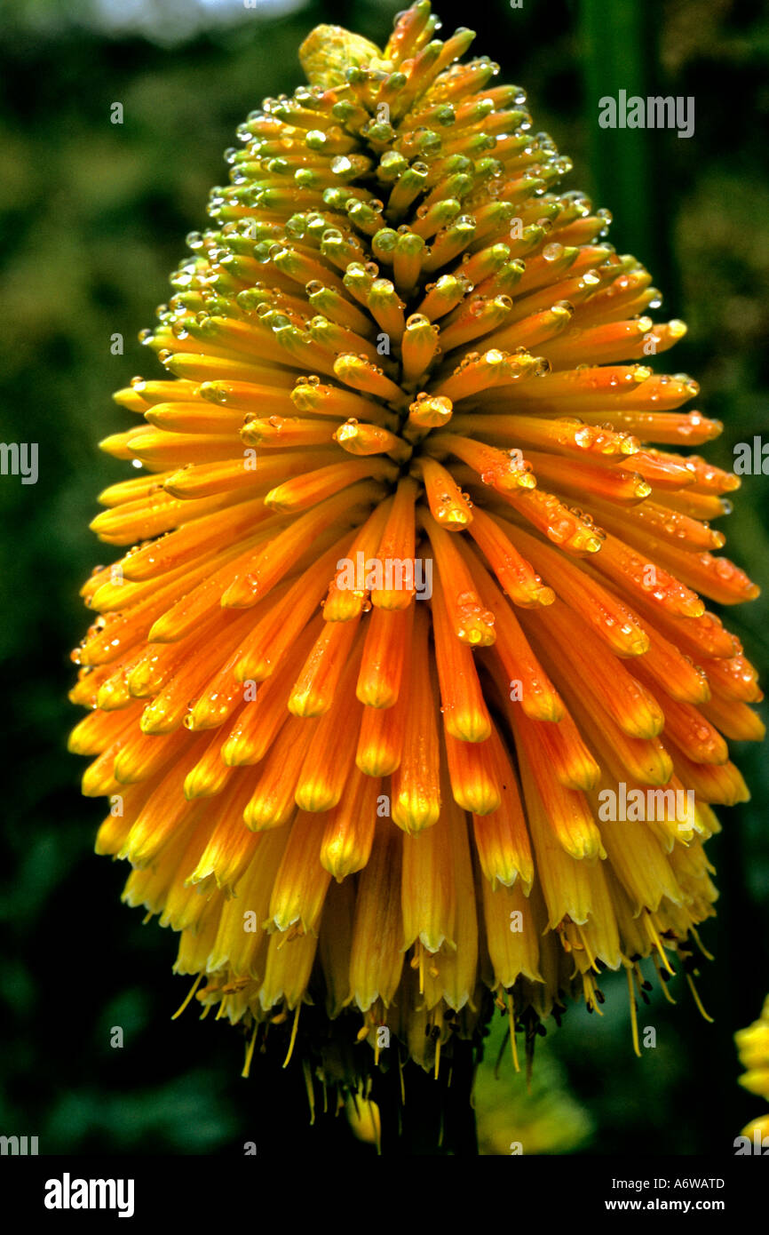 KNIPHOFIA ROOPERI Stock Photo