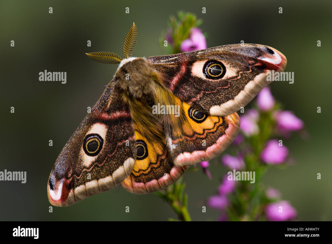 Male Emperor Moth Pavonia pavonia sat on heather with wings open and a nice blurred background Potton Bedfordshire Stock Photo