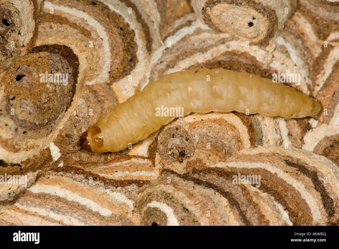 Wax Moth (Galleria mellonella) larva feeding in old wasps nest Potton