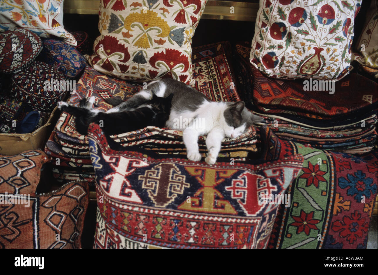 Cats, Istanbul, Turkey Stock Photo Alamy