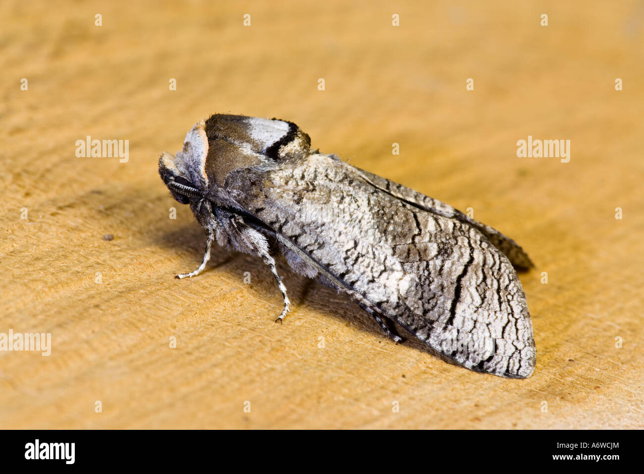 Goat Moth Cossus cossus sitting on Oak log prone Potton Bedfordshire ...
