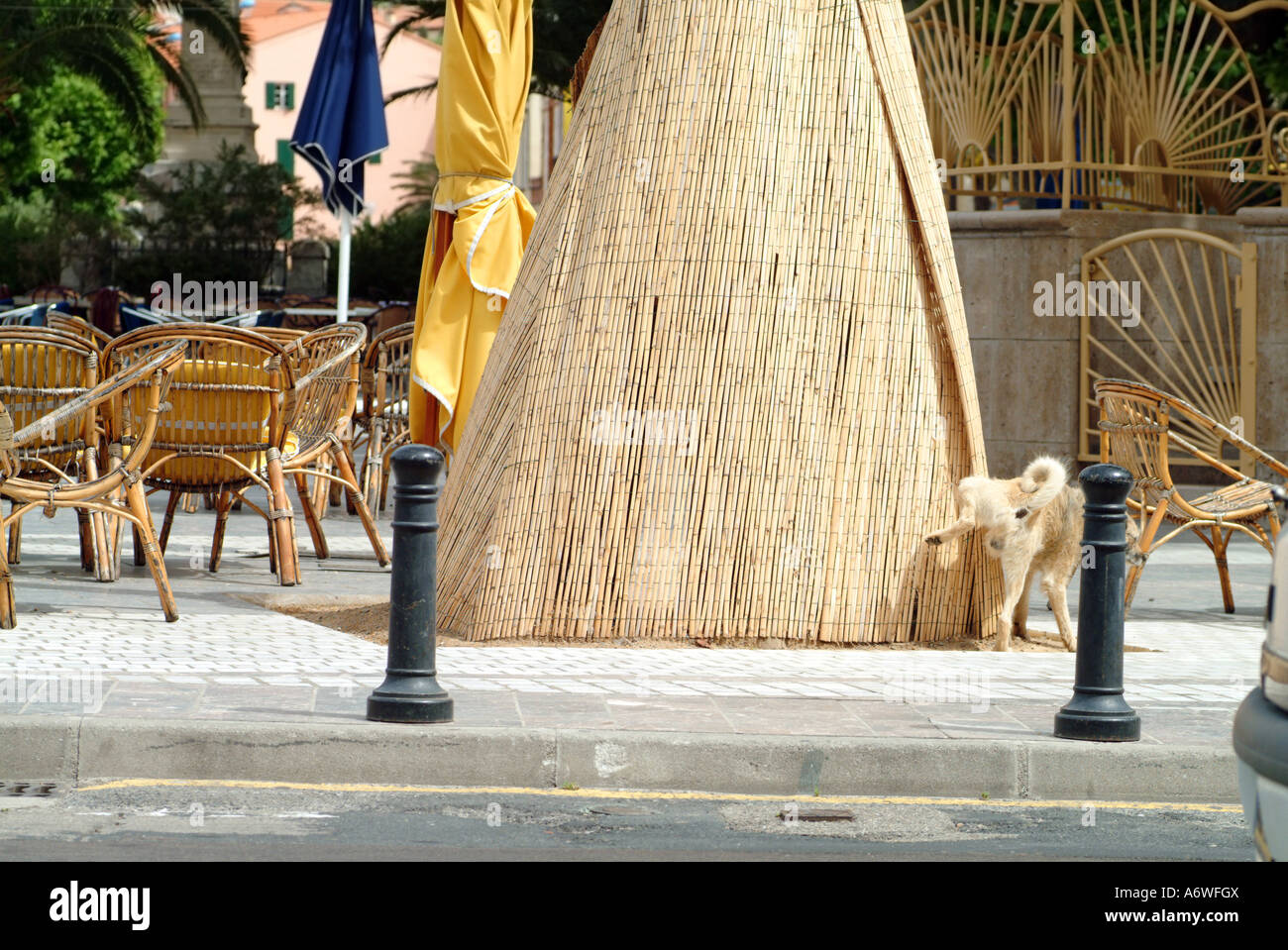 dog lifting his leg and piddling peeing beneath a street cafe open air ...