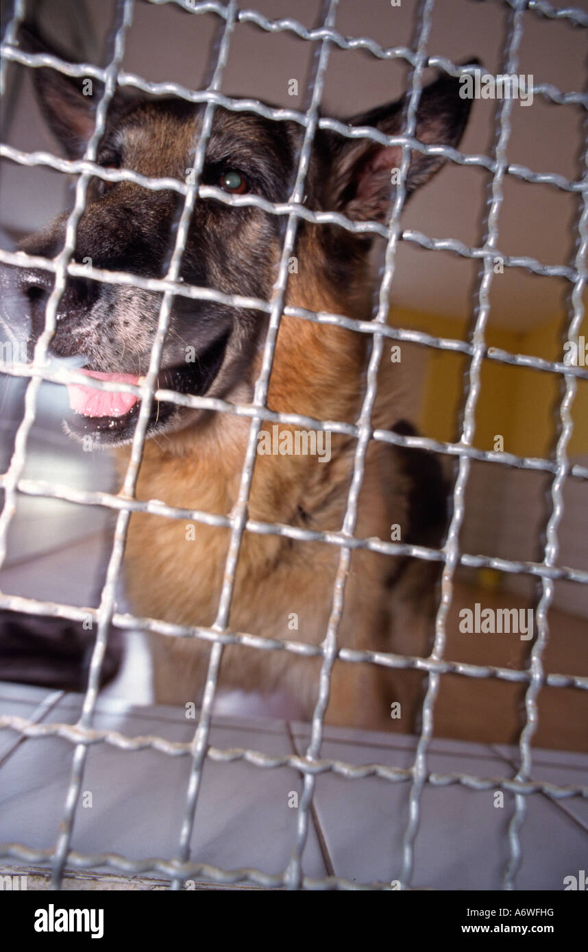 dog behind protectiv grating safety guard in a kennel in animal shelter