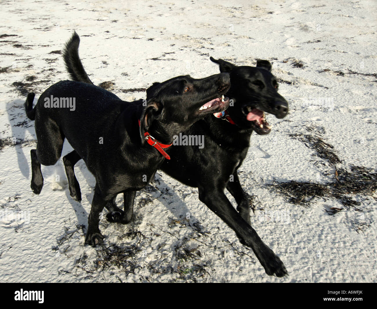 PR two black dogs running on sand on beach Stock Photo Alamy