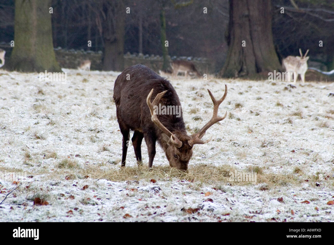 Deer in the snow at Rudding Park, Fountains Abbey, Dec 2006 Stock Photo ...