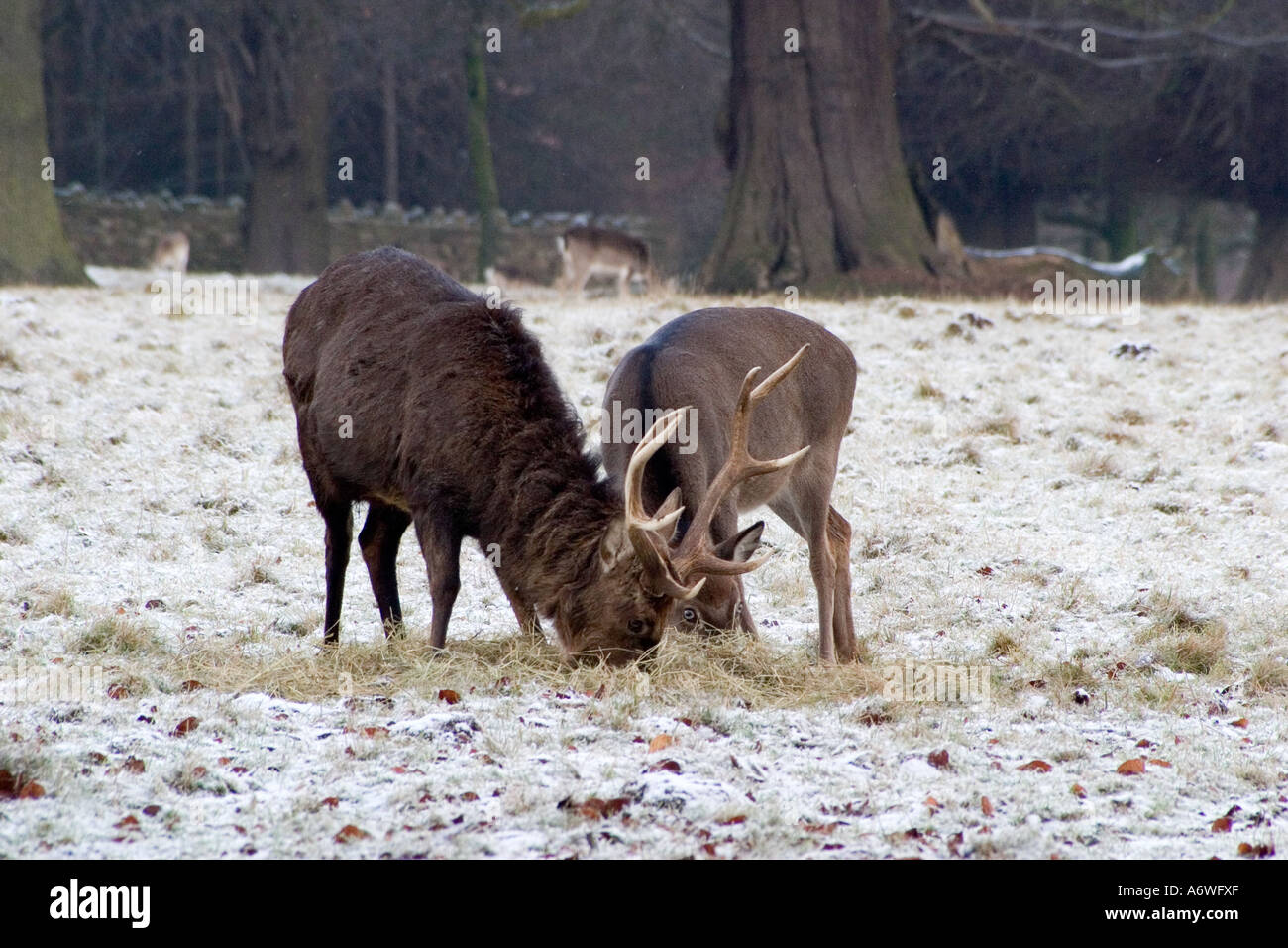 Deer in the snow at Rudding Park, Fountains Abbey, Dec 2006 Stock Photo ...
