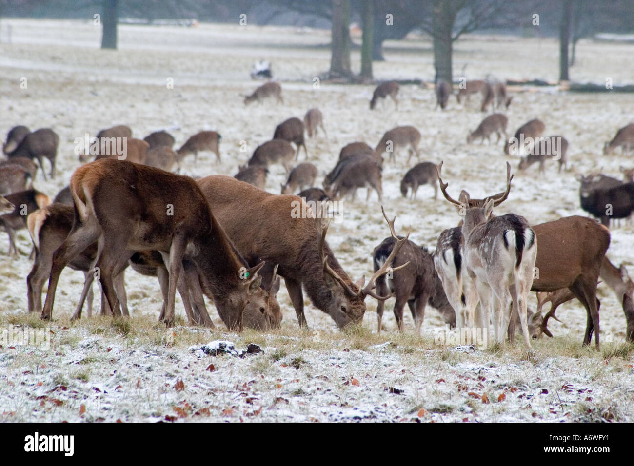 Rudding park hi-res stock photography and images - Alamy