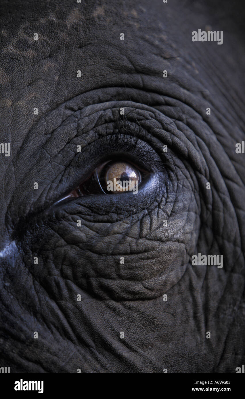 India, Bandavgarh National Park.  Elephant eye closeup Stock Photo