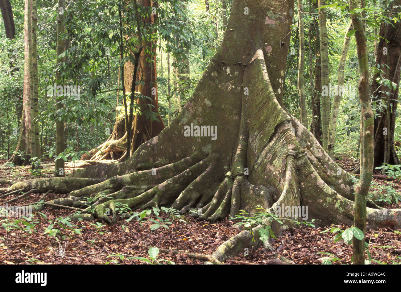 Asia, Indonesia, Ujungkulon NP. Buttress fig trees Stock Photo - Alamy