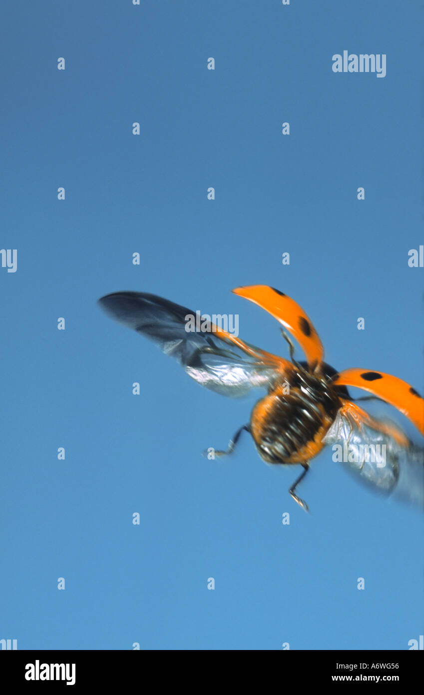 7 Spotted Ladybird in Flight Coccinella 7 punctata Stock Photo